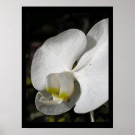 Póster Poster de fotografía floral en orquídeas de seda