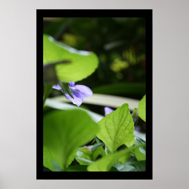 Póster Poster de Fotografía Floral Violeta Secreta (Frente)