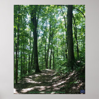 Póster Poster de fotografía forestal