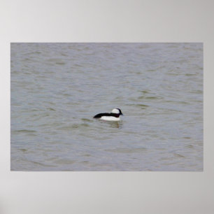Póster Poster de fotografía pato Bufflehead