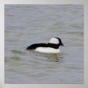 Póster Poster de fotografía pato Bufflehead