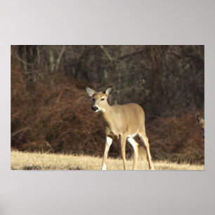 Póster Poster de fotografías de ciervos