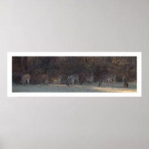 Póster Poster de fotografías de ciervos