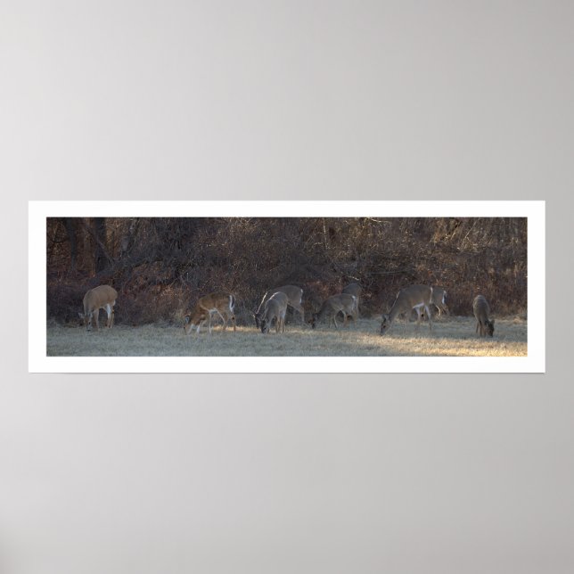 Póster Poster de fotografías de ciervos (Frente)