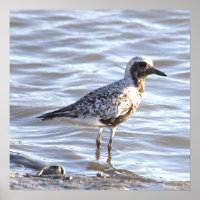 Poster de fotos de aves marinas en el océano