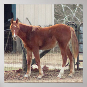 Póster Poster de fotos de caballos