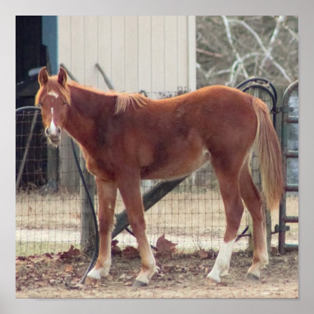Póster Poster de fotos de caballos (Frente)