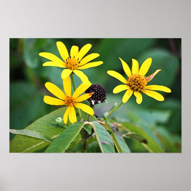 Póster Poster de fotos de flores amarillas (Frente)