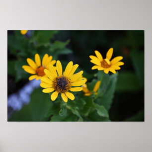 Póster Poster de fotos de flores amarillas