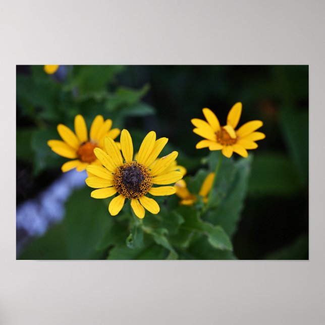 Póster Poster de fotos de flores amarillas (Frente)