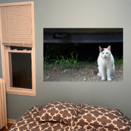 Póster Poster de fotos de gato
