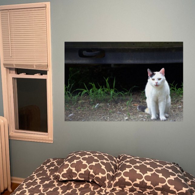 Póster Poster de fotos de gato (Subido por el creador)
