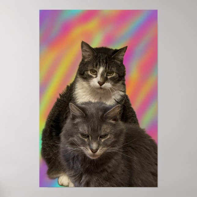 Póster Poster de fotos de gatos (Frente)