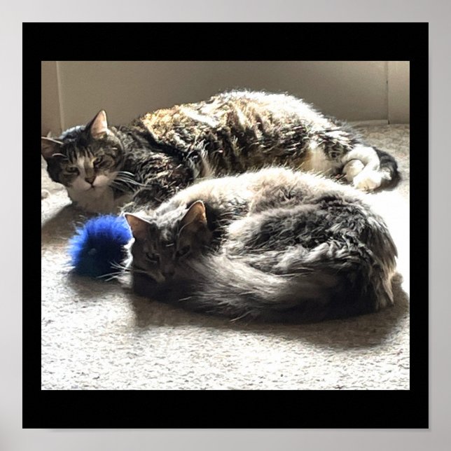 Póster Poster de fotos de gatos (Frente)