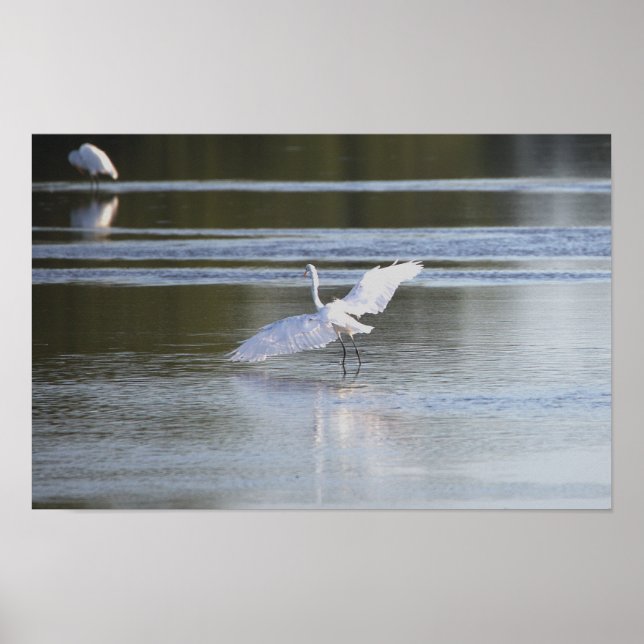 Póster Poster de fotos de Heron Spreading Wings (Frente)
