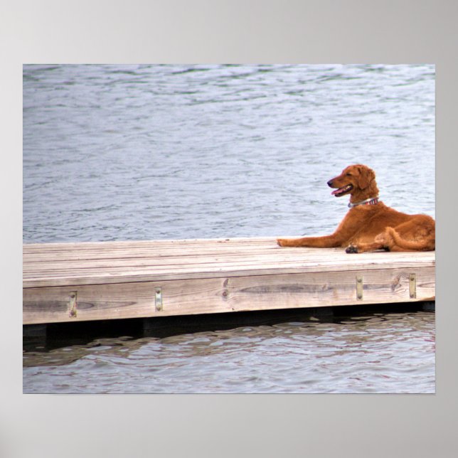 Póster Poster de fotos de perros (Frente)