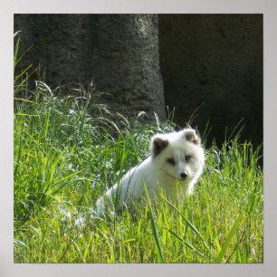 Póster Poster de Fox del Ártico