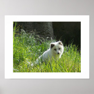 Póster Poster de Fox del Ártico