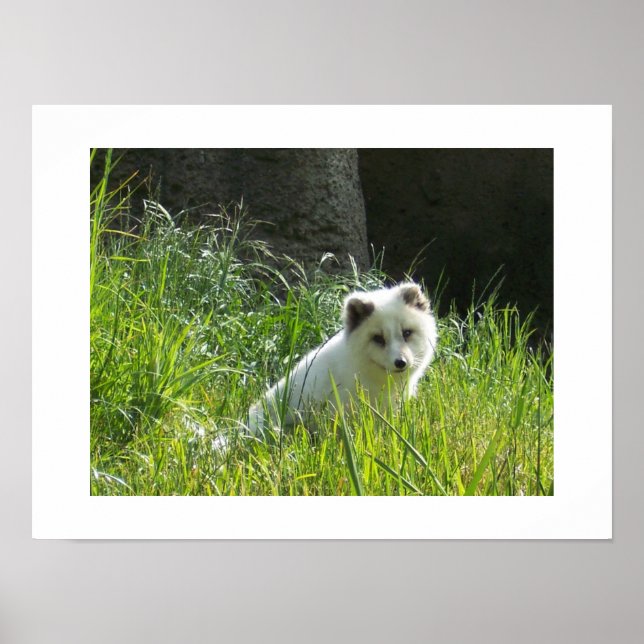 Póster Poster de Fox del Ártico (Frente)