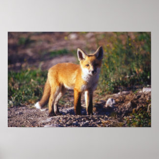 Póster Poster de Fox Roja de pie