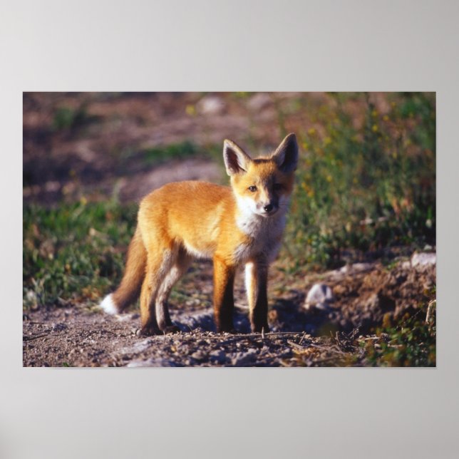 Póster Poster de Fox Roja de pie (Frente)