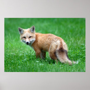 Póster Poster de Fox Roja gigante