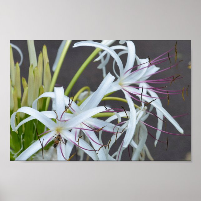 Póster Poster de fragancia floral (Frente)