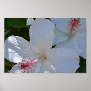 Póster Poster de fragancia floral