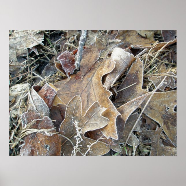 Póster Poster de Frosty Morning Leaves (Frente)
