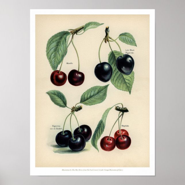 Póster Poster de frutas de la cosecha - Cereza (Frente)