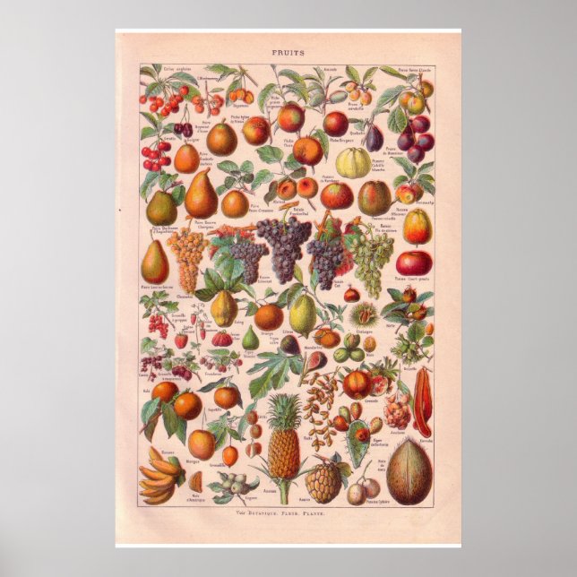 Póster Poster de frutos de época 1920 (Frente)