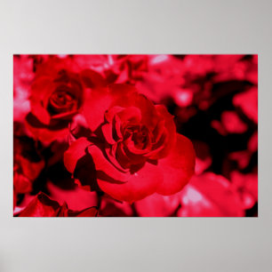 Póster Poster de gafas de color Rosa