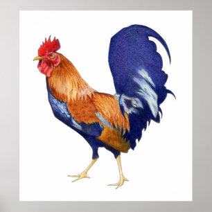 Póster Poster de gallo