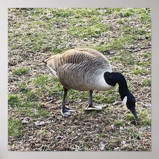 Póster Poster de ganso de Canadá (Frente)