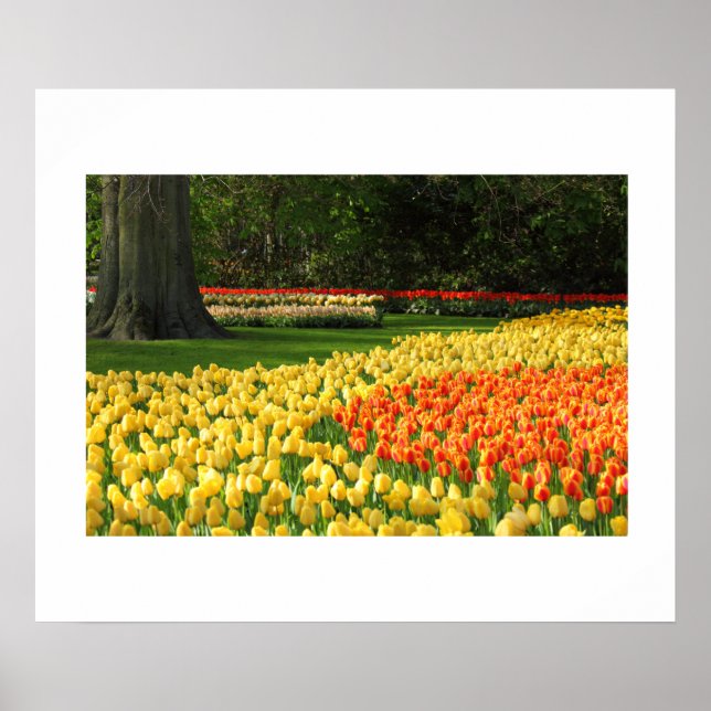 Póster Poster de Garden Tulips (Frente)