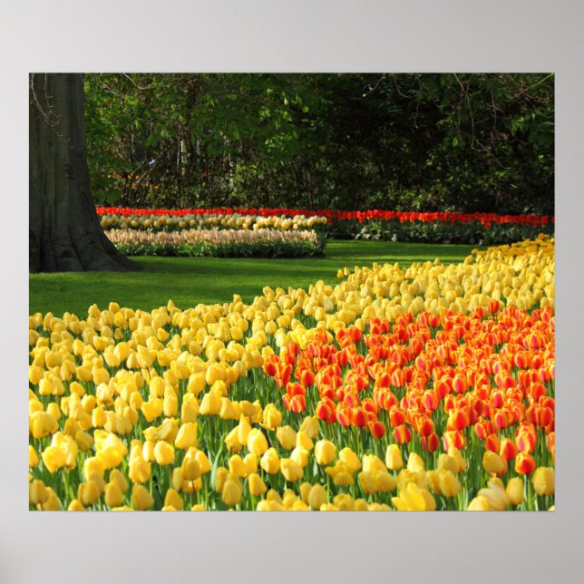 Póster Poster de Garden Tulips (Frente)