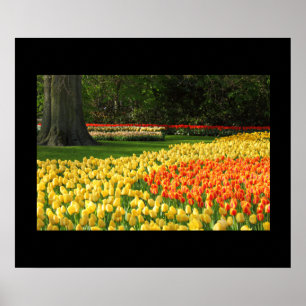 Póster Poster de Garden Tulips