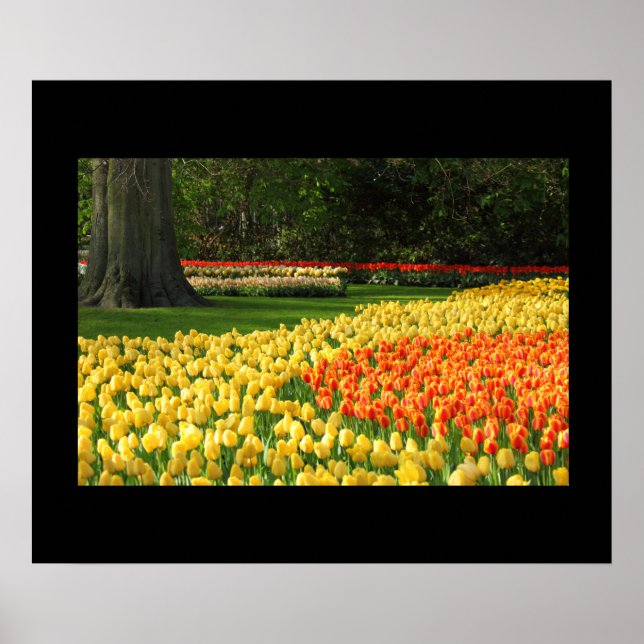 Póster Poster de Garden Tulips (Frente)
