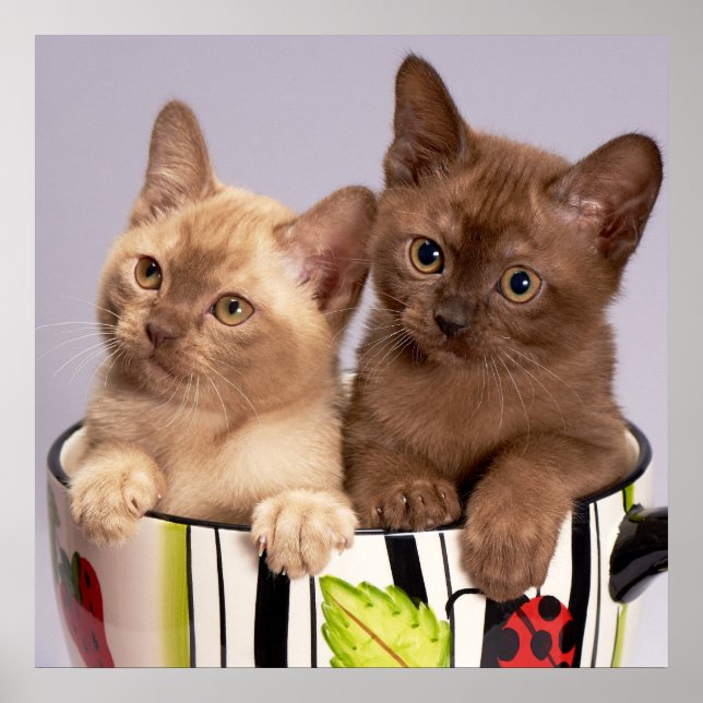 Póster Poster de gatitos (Frente)