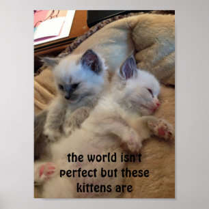Póster poster de gatitos de ragdoll divertidos