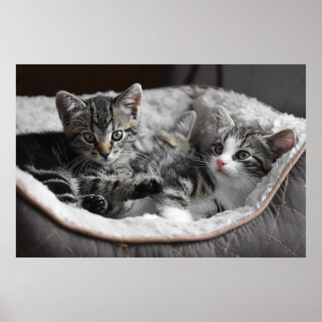 Póster poster de gatitos para bebés (Frente)