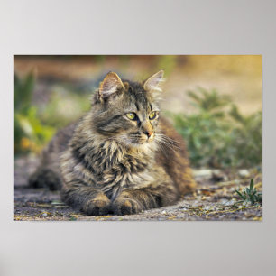 Póster Poster de gato