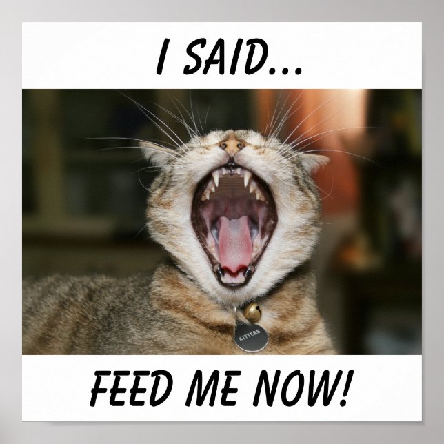 Póster Poster de gato (Frente)