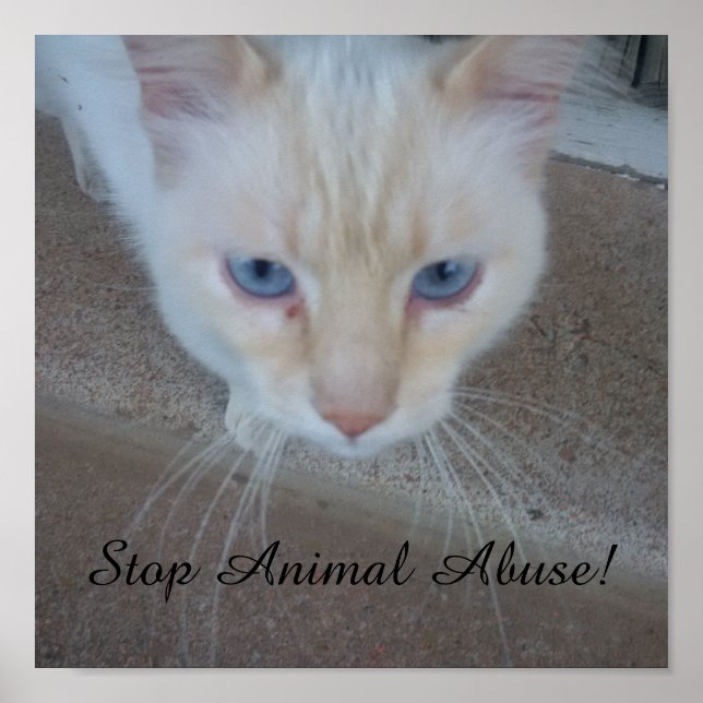 Póster Poster de gato (Frente)