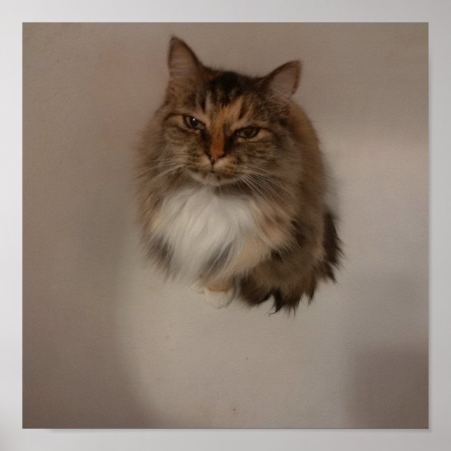 Póster Poster de gato (Frente)