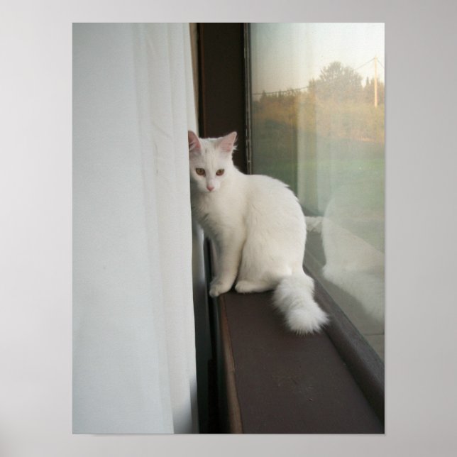 Póster Poster de gato blanco (Frente)