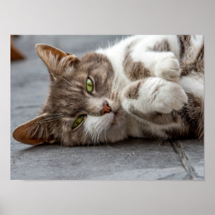 Póster Poster de gato/impresión