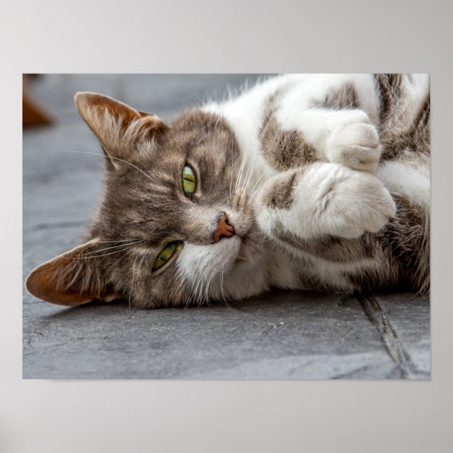 Póster Poster de gato/impresión (Frente)