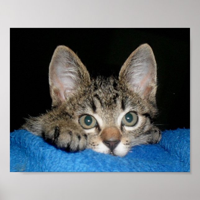 Póster poster de gato lindo (Frente)