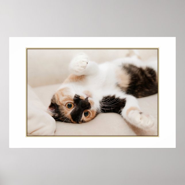 Póster Poster de gato lúdico (Frente)